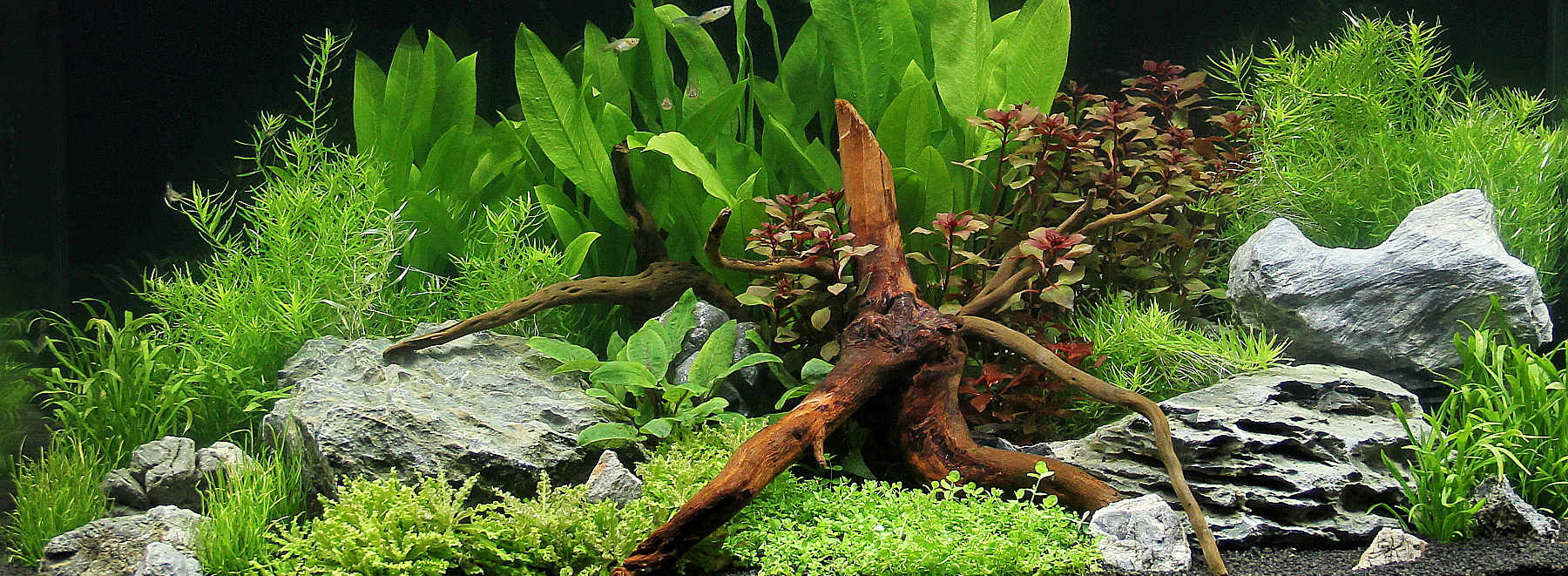 Gesunde Aquarienpflanzen direkt aus der Gärtnerei bestellen
